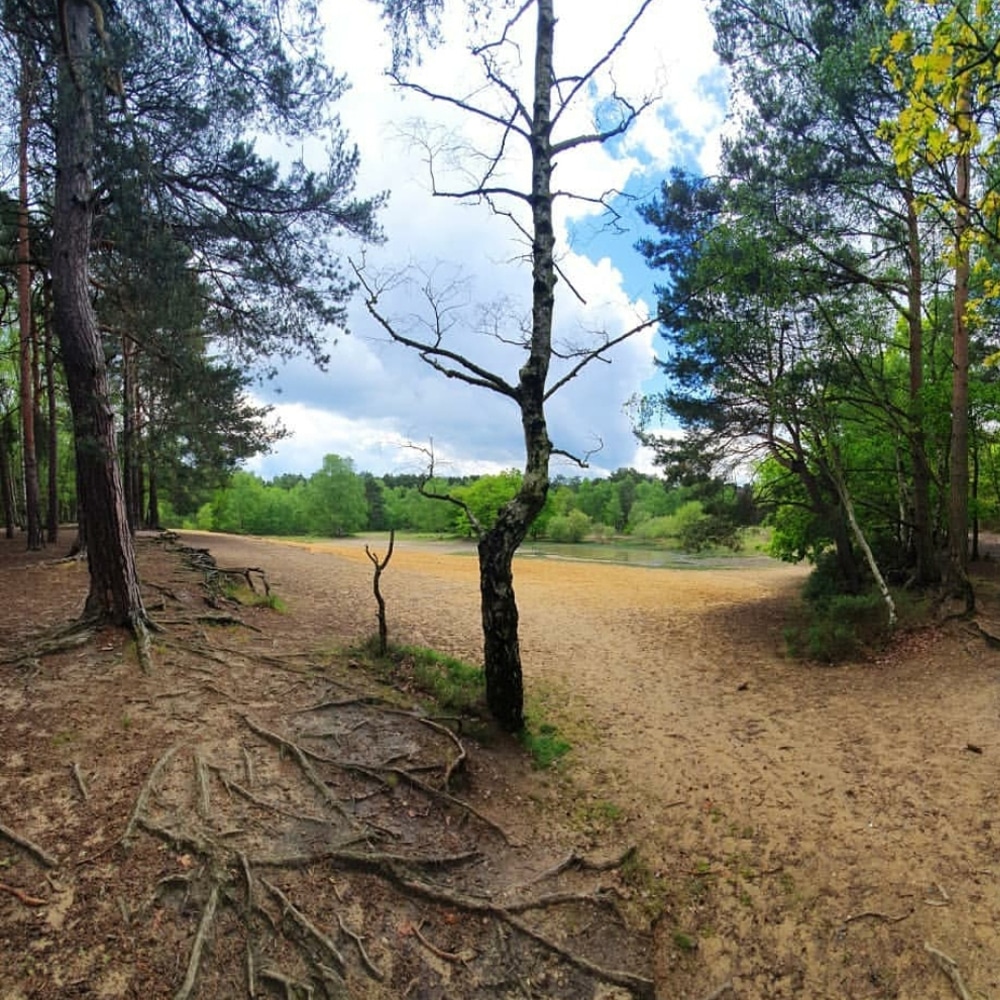Where HG Wells' Martians landed - Horsell Common, Woking, England.